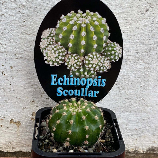 Echinopsis scoullar