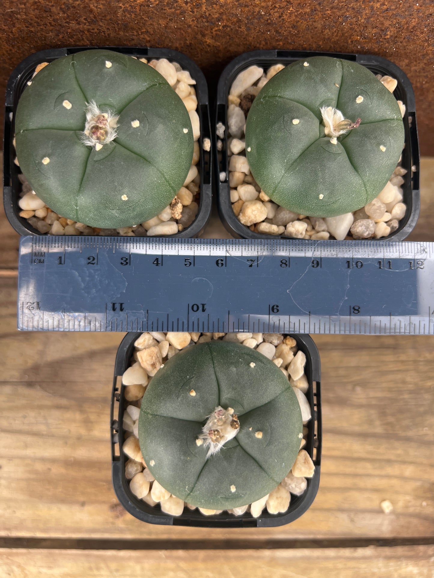 Lophophora Northern Form (seed grown)