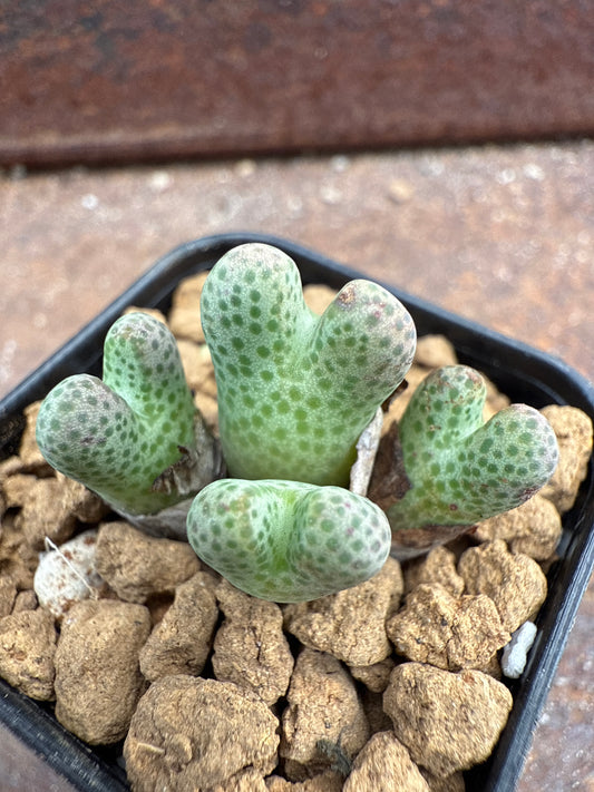 Conophytum marginatum ssp karamoepense 955D