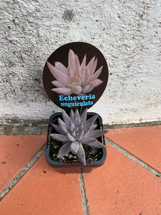 Echeveria unguiculata