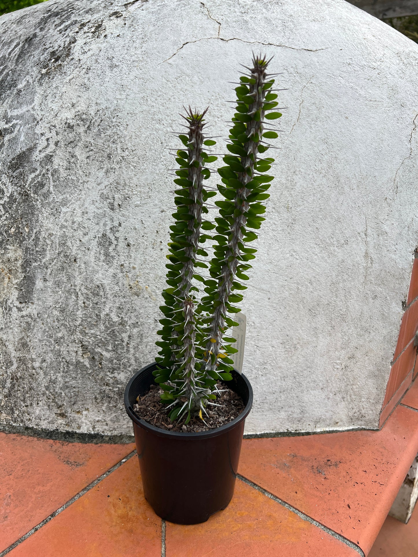 Alluaudia procure - The Madagascar Ocotillo