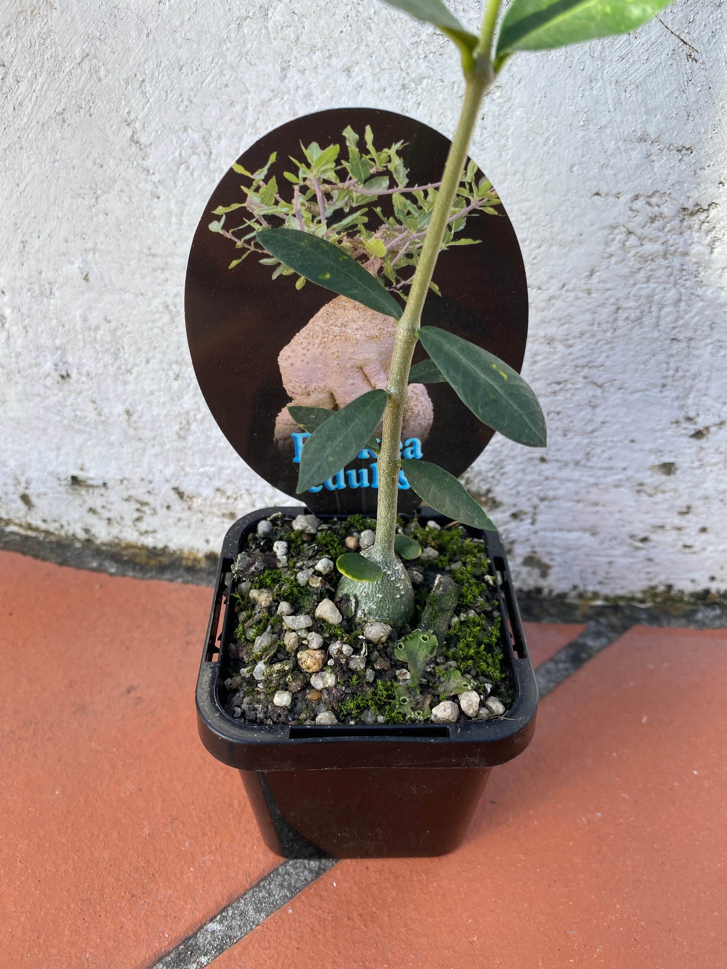 Fockea edulis 'Hottentot Bread'