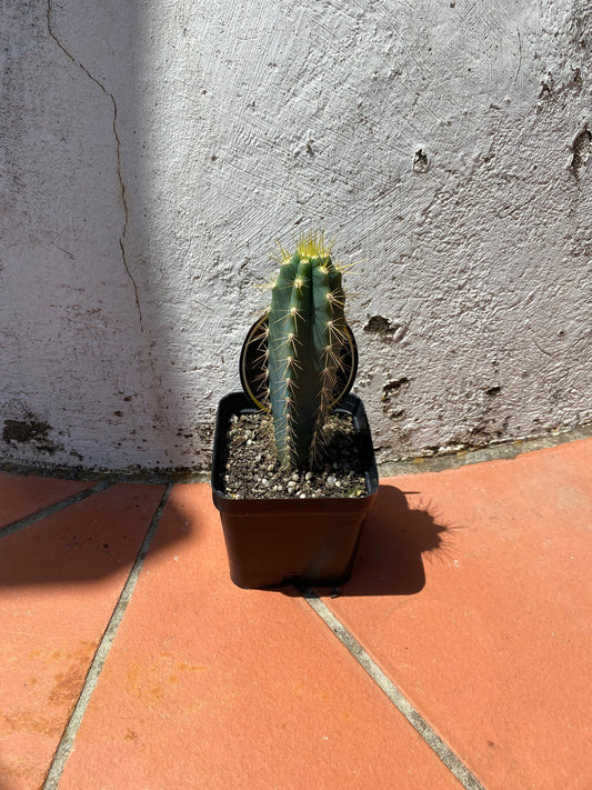Pilosocereus azureus 'Blue torch cactus'