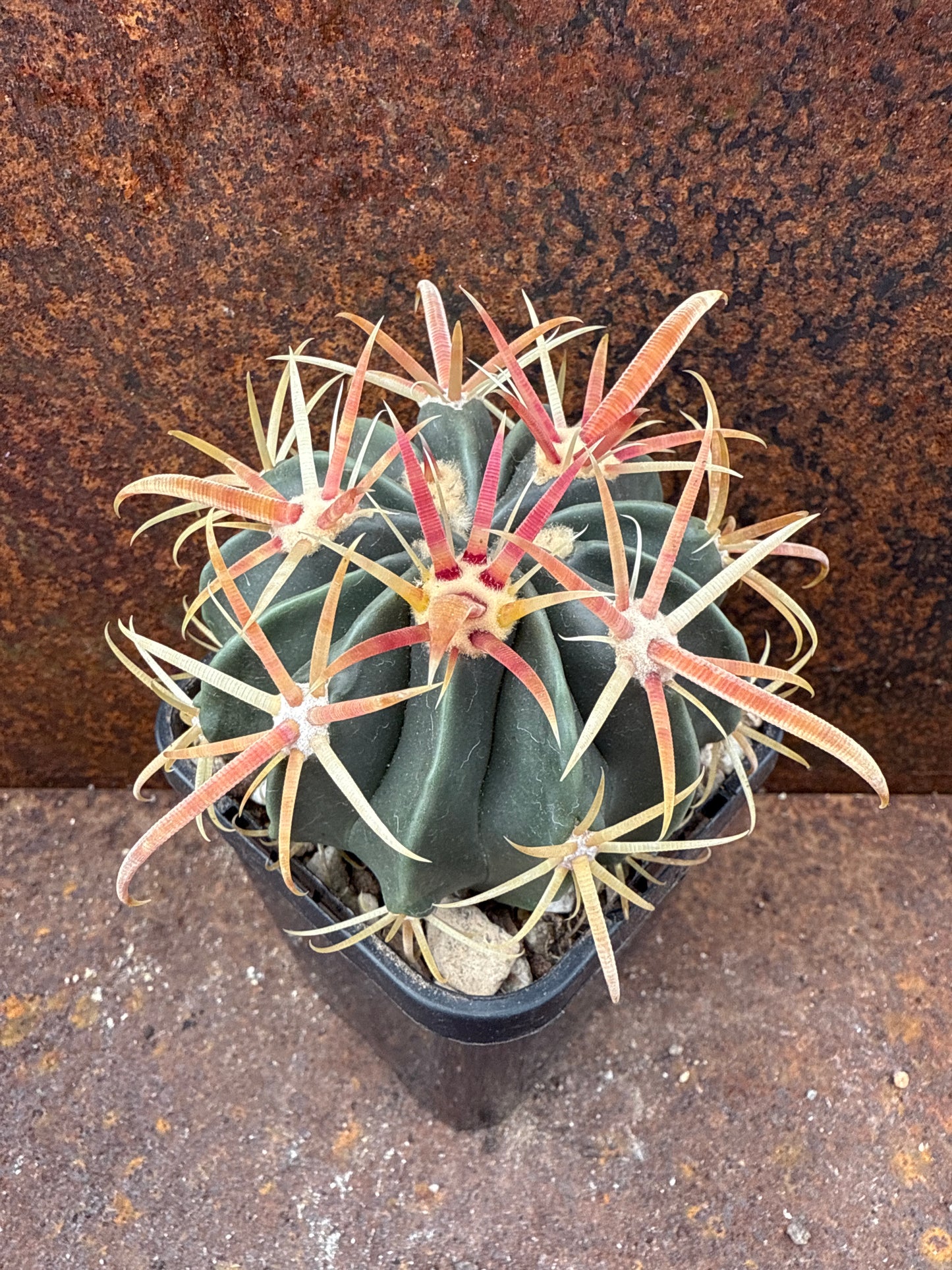 Ferocactus latispinus