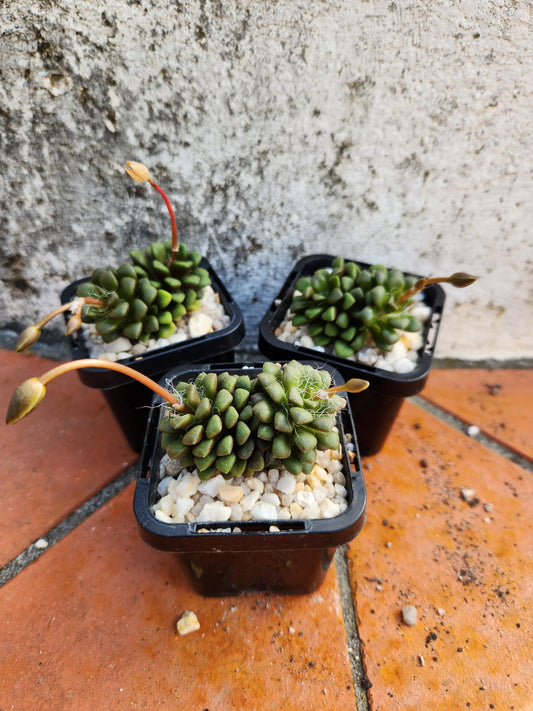 Anacampseros Naquamensis