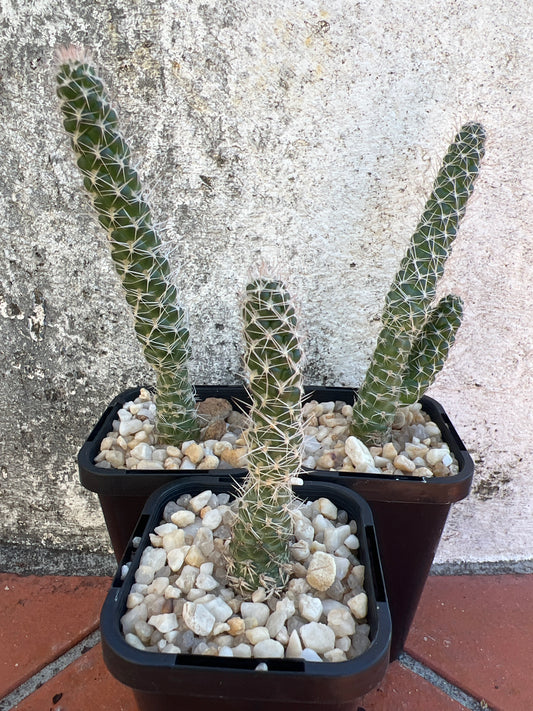 Tephrocactus weberi