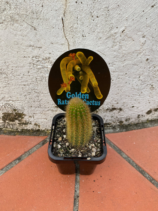 Cleistocactus winteri "Golden Rats Tail'