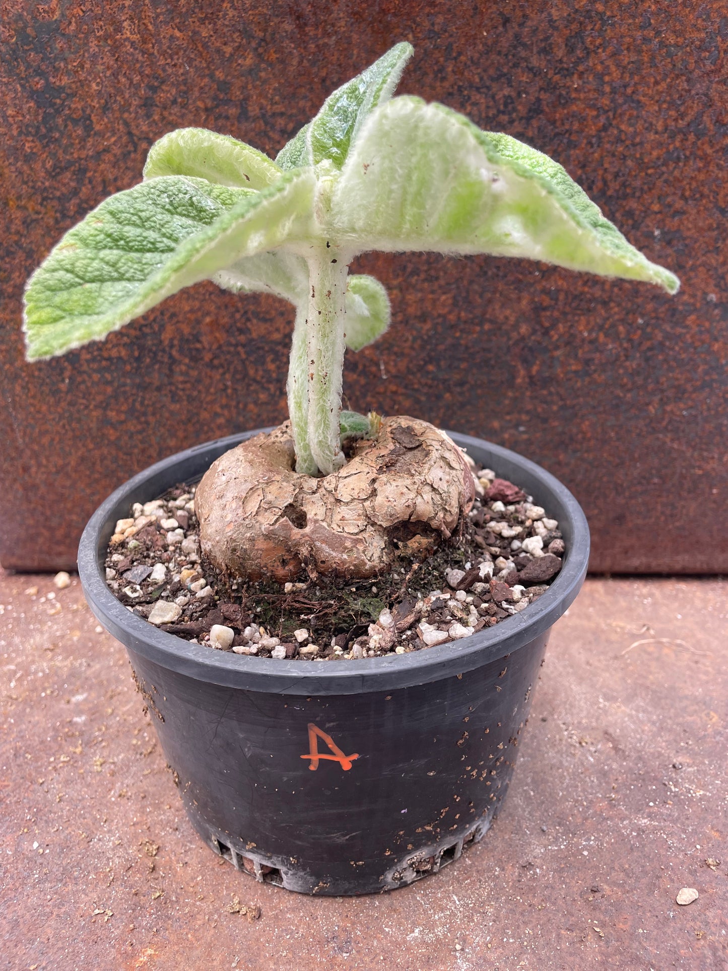 Sinningia ‘Crushed Velvet”