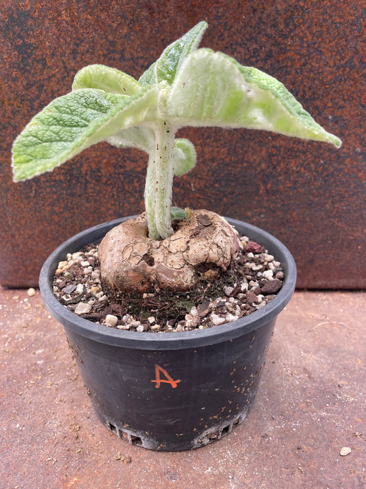 Sinningia ‘Crushed Velvet”