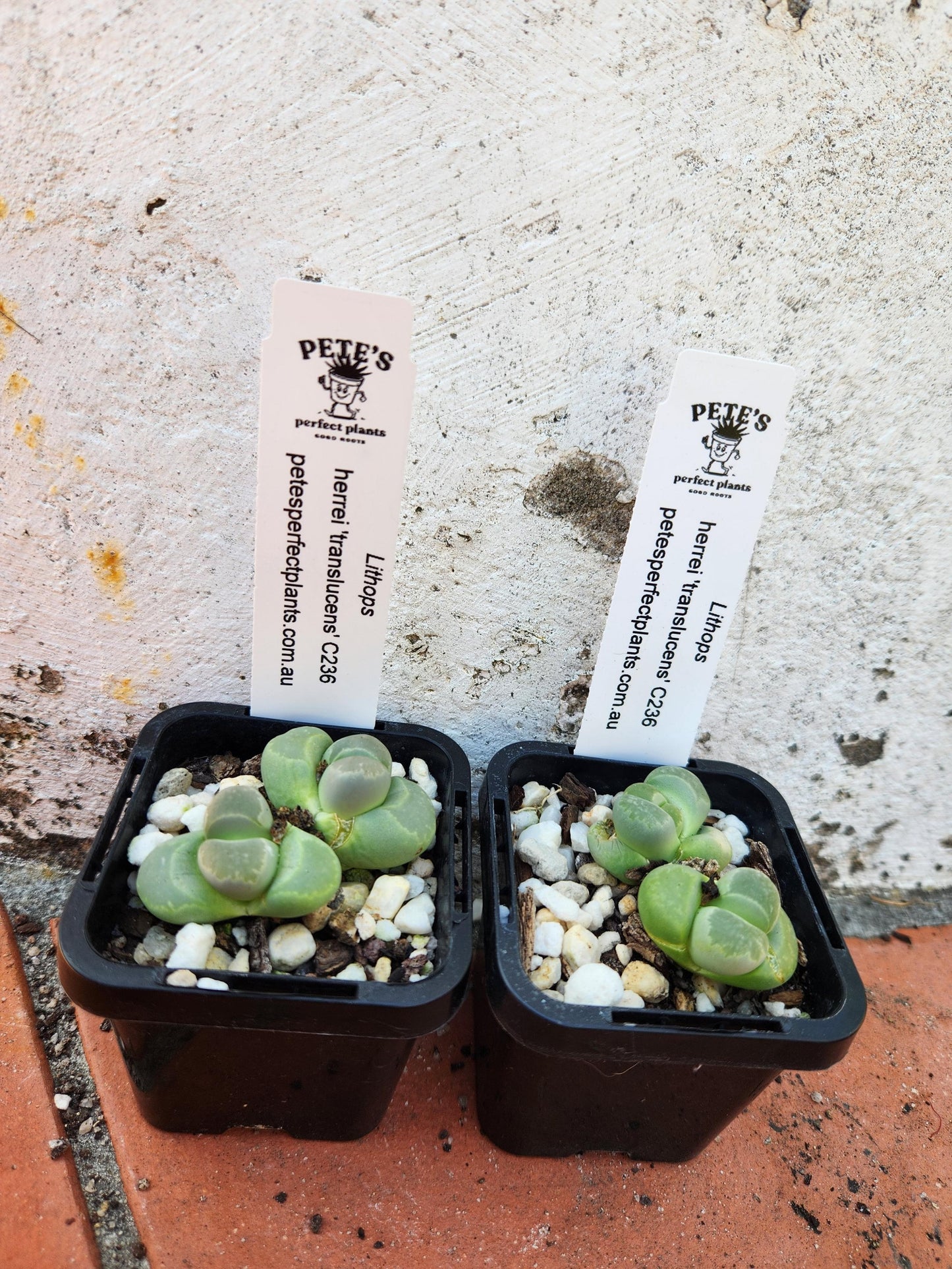 Lithops herrei 'translucens' C236