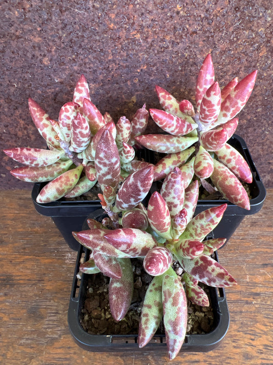 Adromischus filicaulis ‘Red Spot’