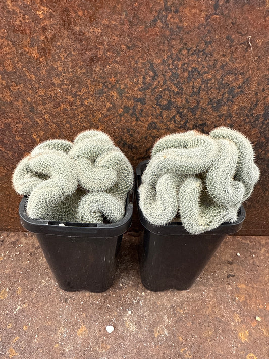 Mammillaria elegans crested