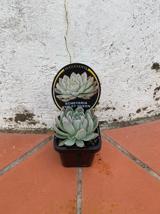 Echeveria Violet Queen