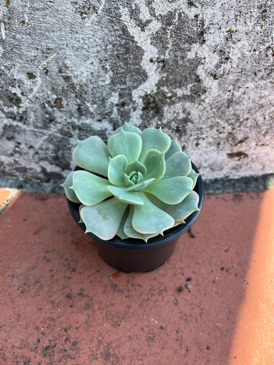Echeveria Lola