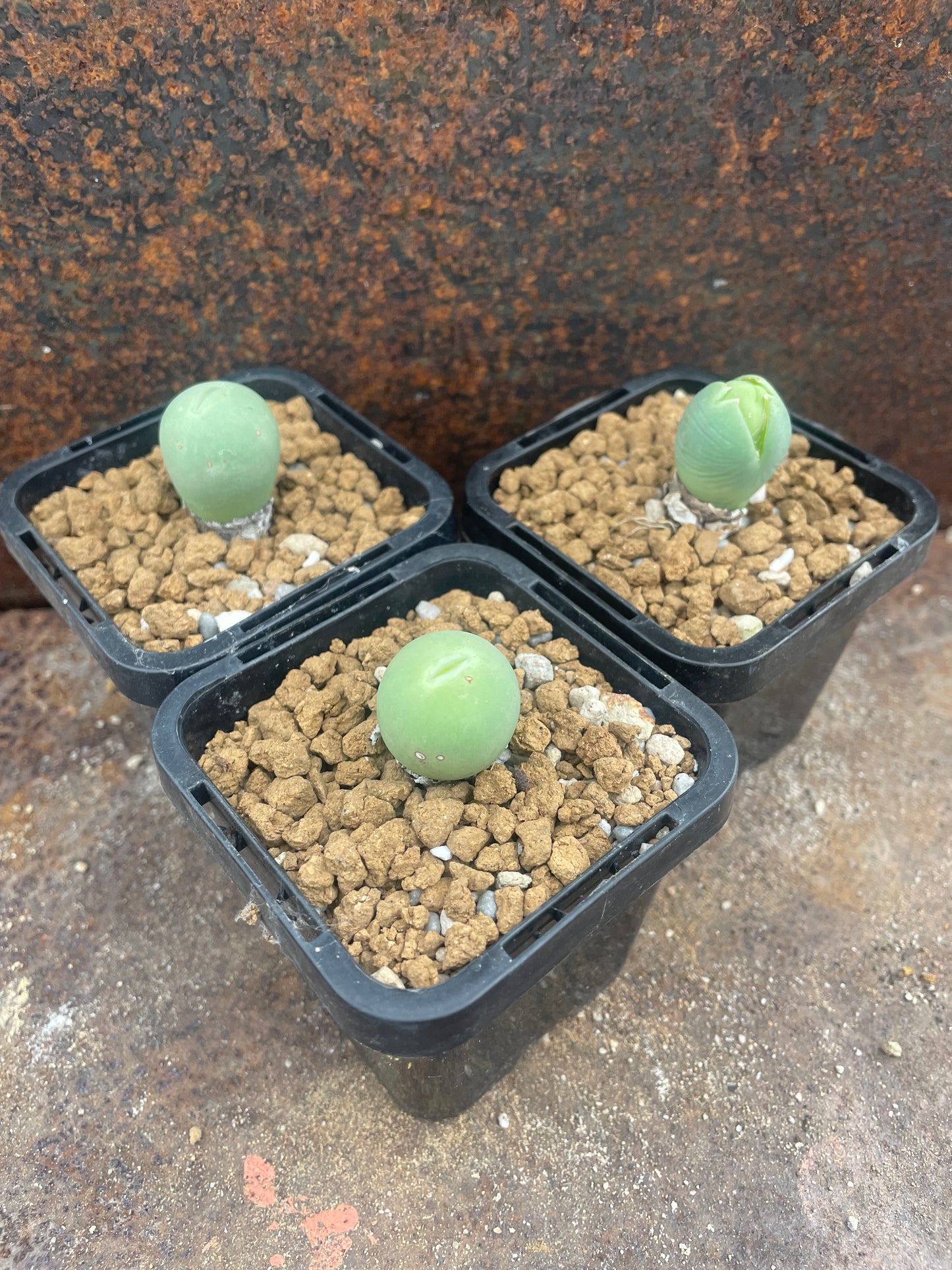 Conophytum calculus