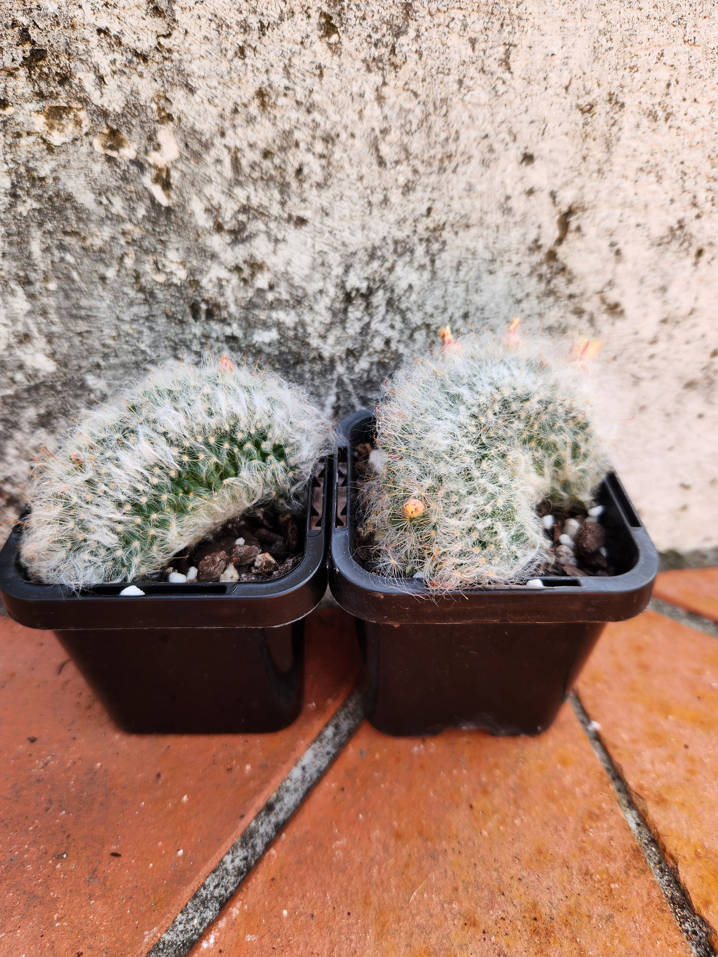 Mammillaria bocosana 'Crest'