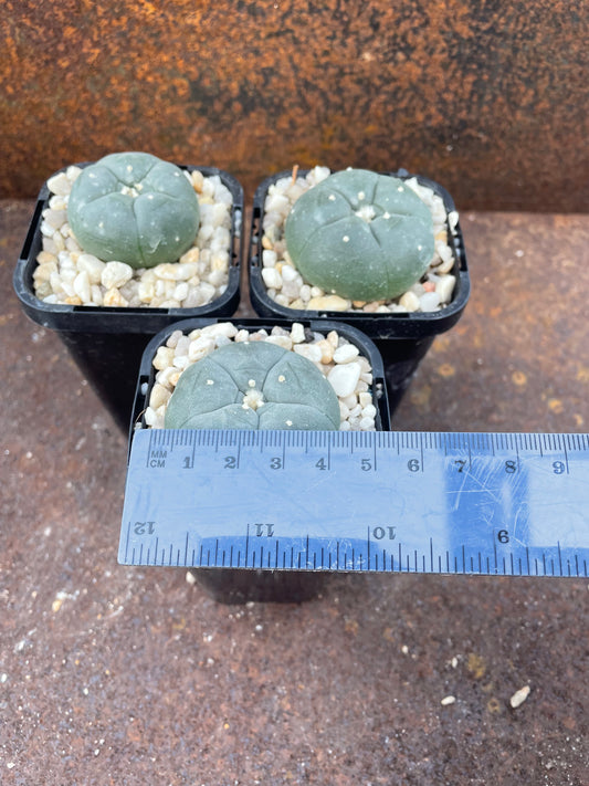 LW VZD032 (seed grown)