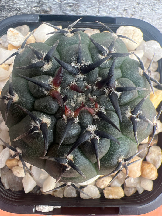 Gymnocalycium bodenbenderianum f. nigispina. Japanese form