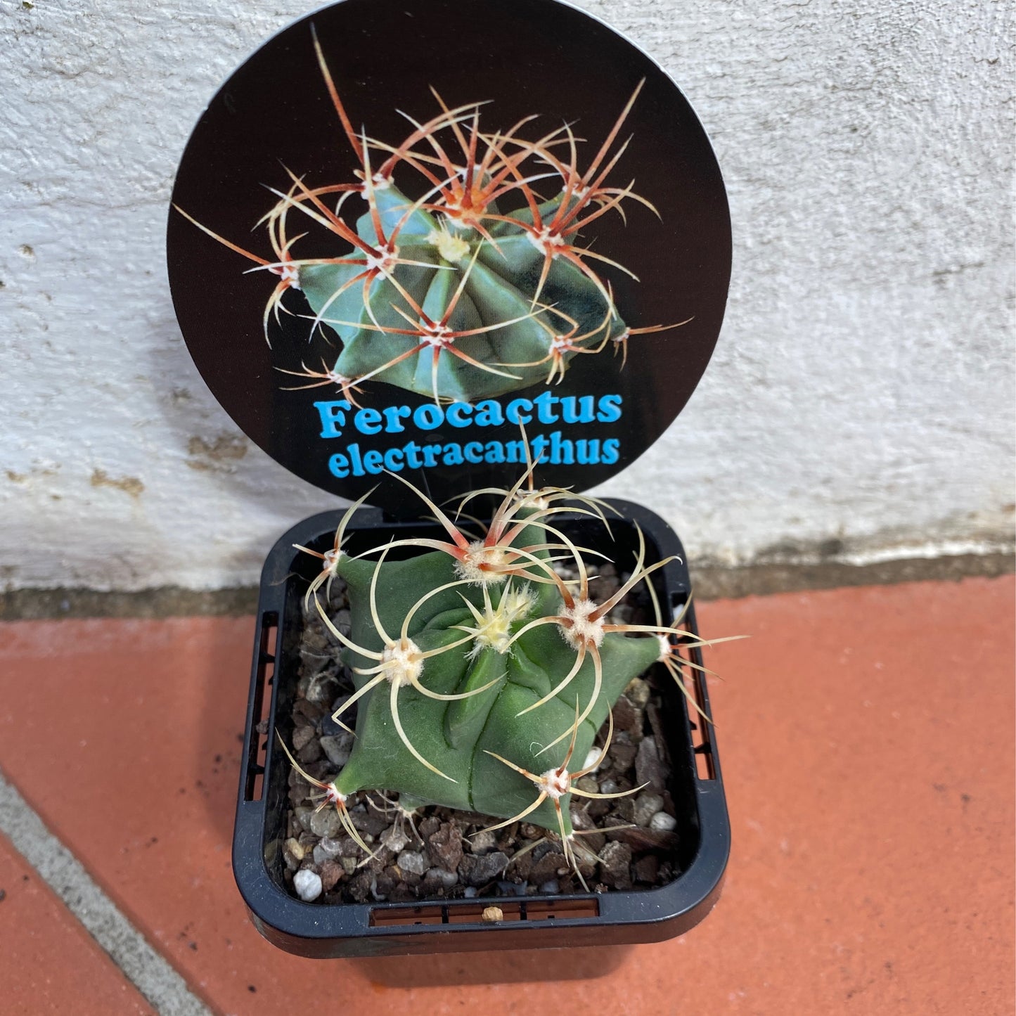 Ferocactus electracanthus