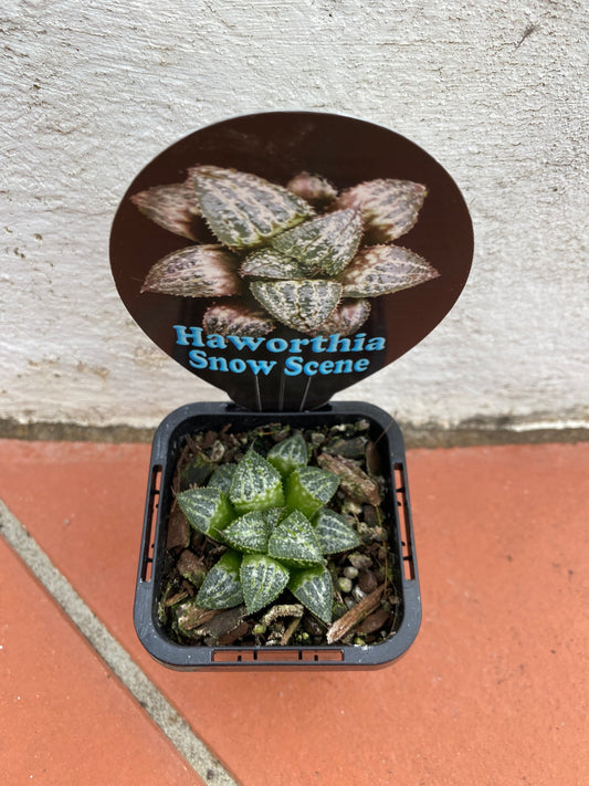 Haworthia Snow Scene