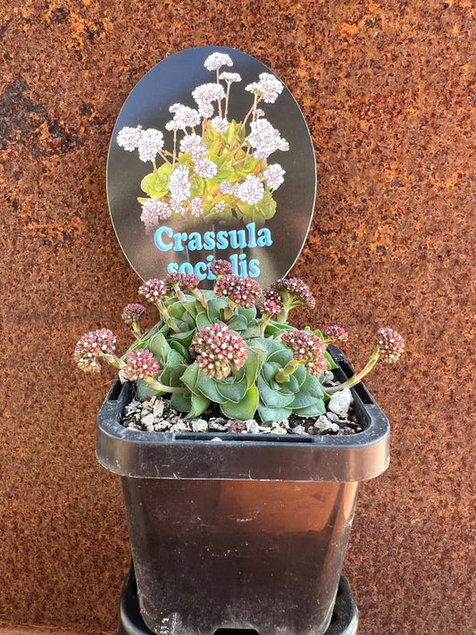 Crassula Socialis