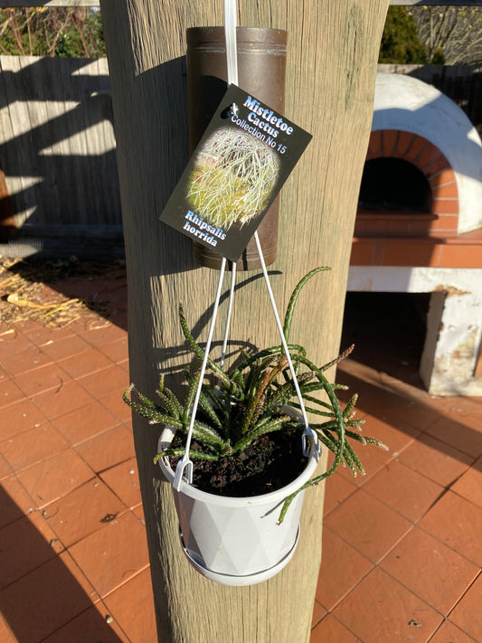 Rhipsalis Horrida no. 15