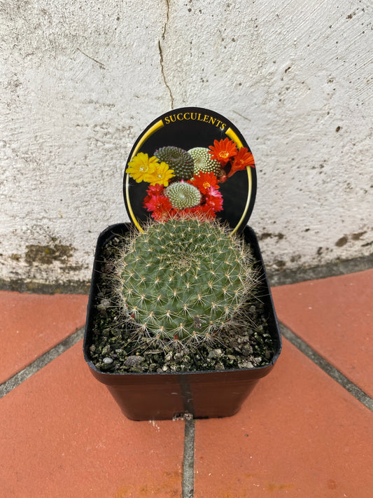 Rebutia sp.