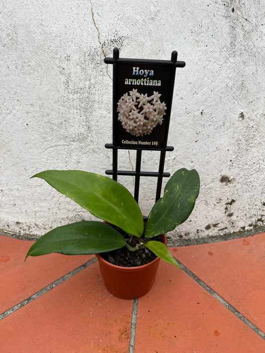Hoya arnottiana