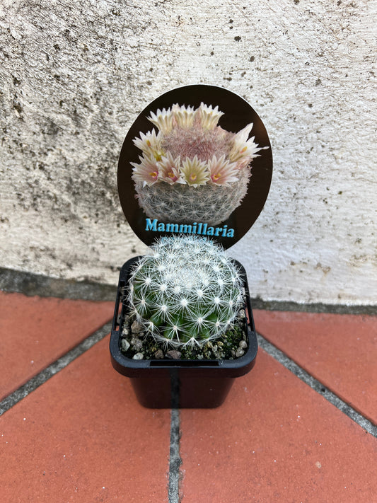 Mammillaria candida