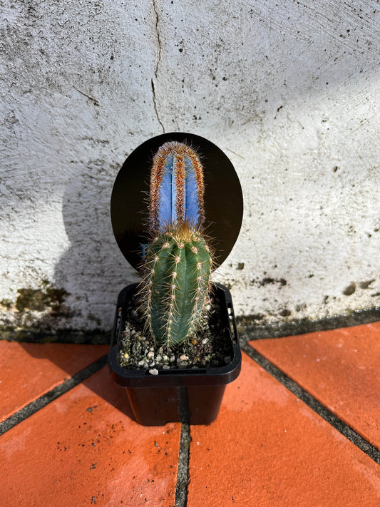 Pilocereus fulvilanatus