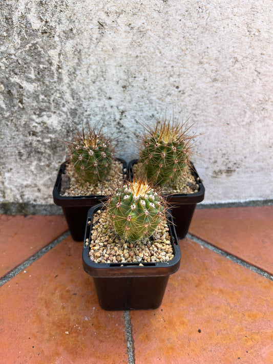 Trichocereus pasacana