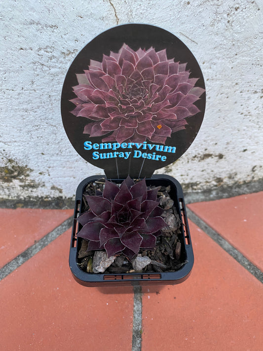 Sempervivum Sunray Desire