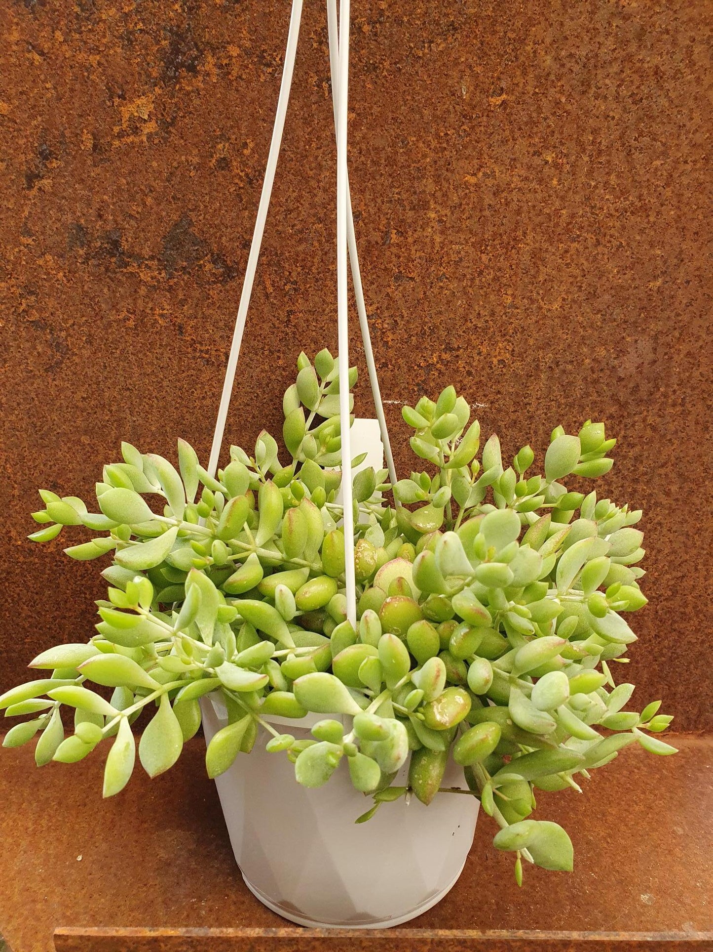 Cotyledon 'Pendens'