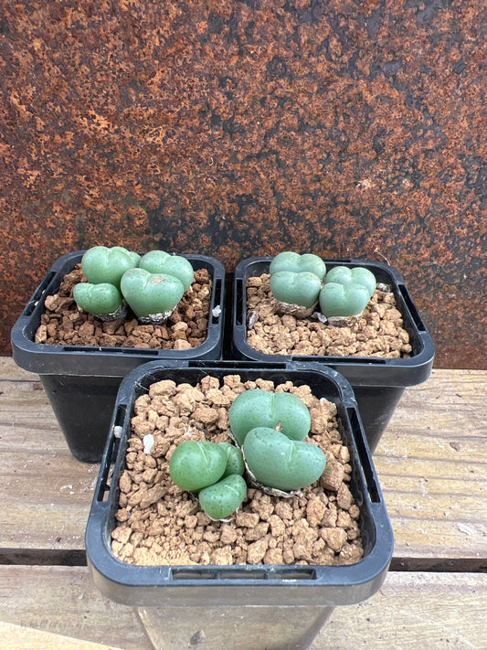 Conophytum kouyoumon