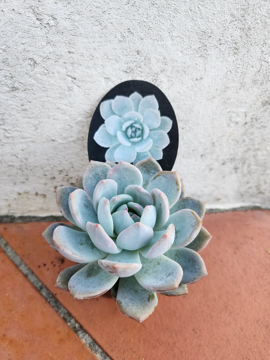 Echeveria Monroe