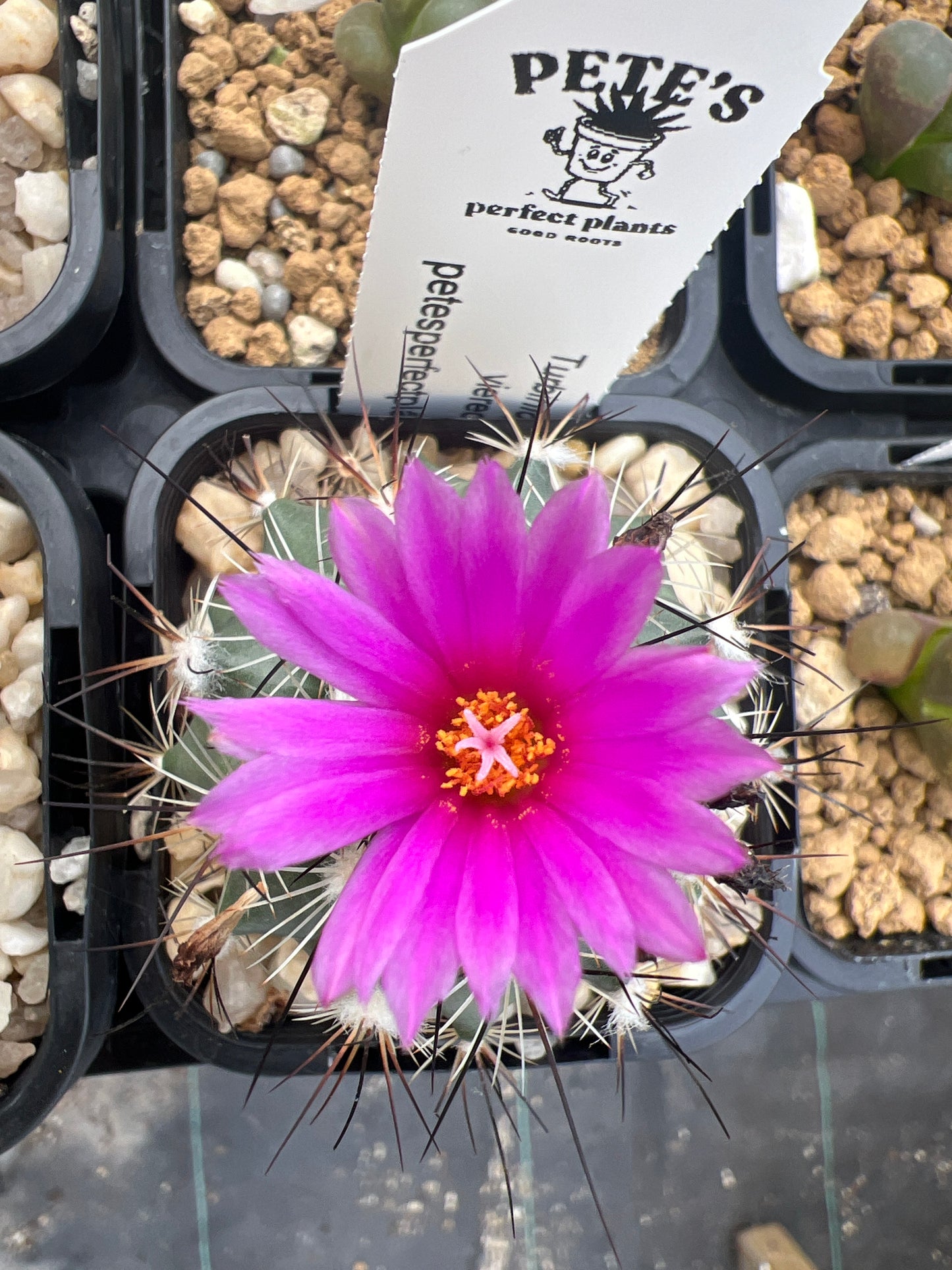 Turbinicarpus viereckii