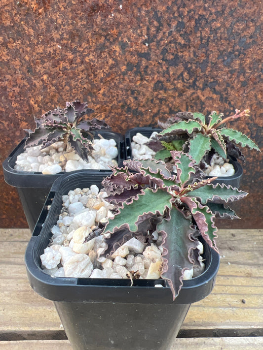 Euphorbia ambovombensis