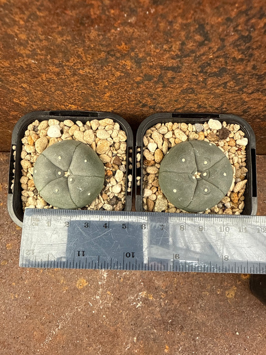 LW potrero menchaca (seed grown)