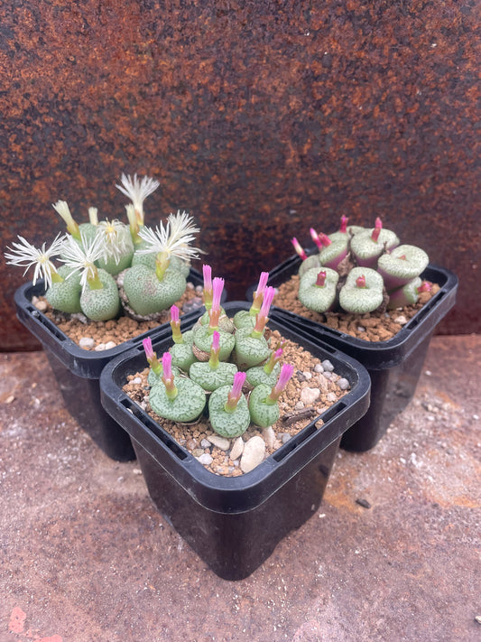 Conophytum obcordellum