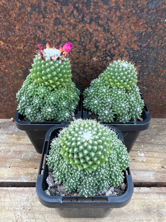 Mammilaria pico v dalek