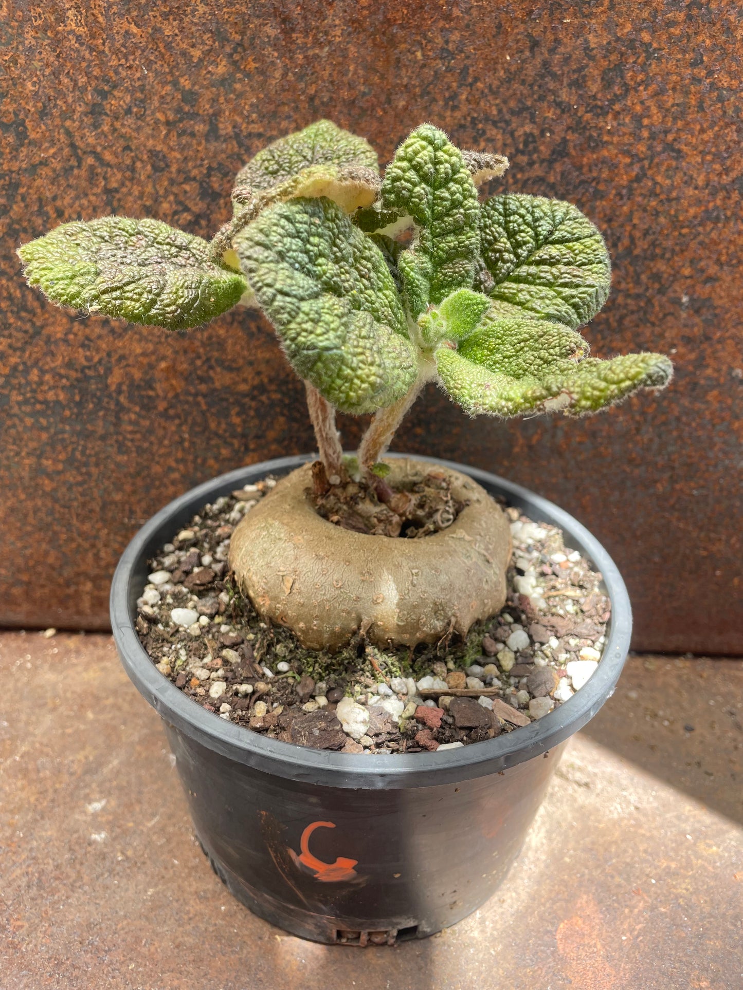 Sinningia ‘Crushed Velvet”