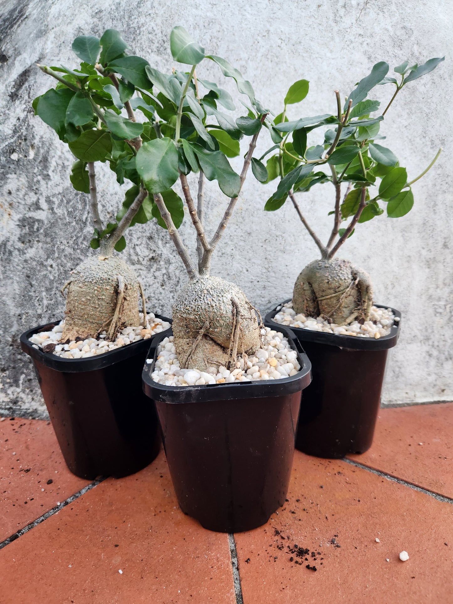 Fockea edulis 'Hottentot Bread'