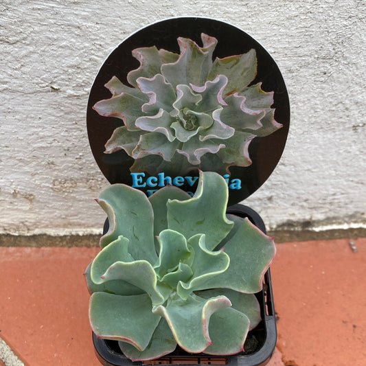 Echeveria Bluette