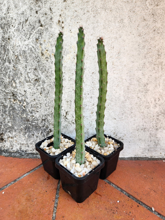 Monvillea spegazzinii