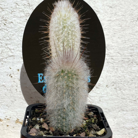 Espostoopsis dybowskii