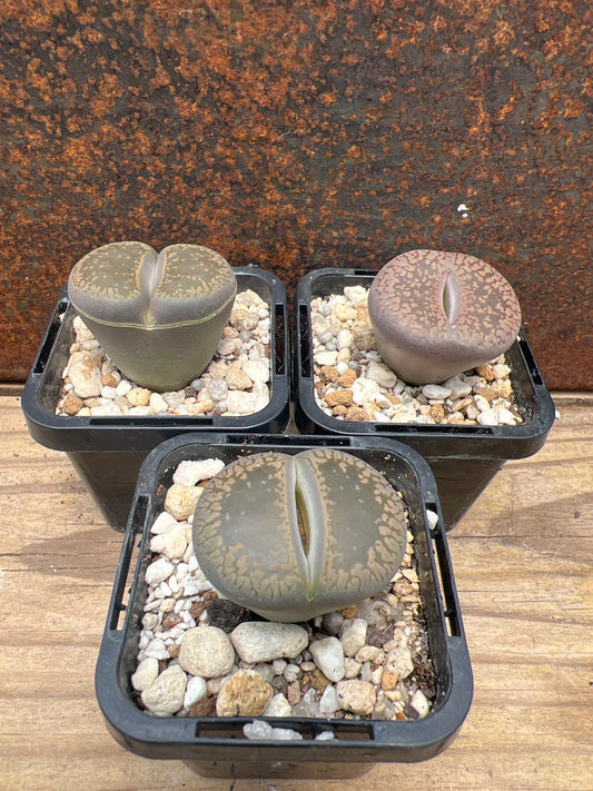 Lithops aucampiae