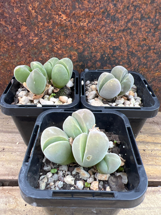 Gibbaeum dispar