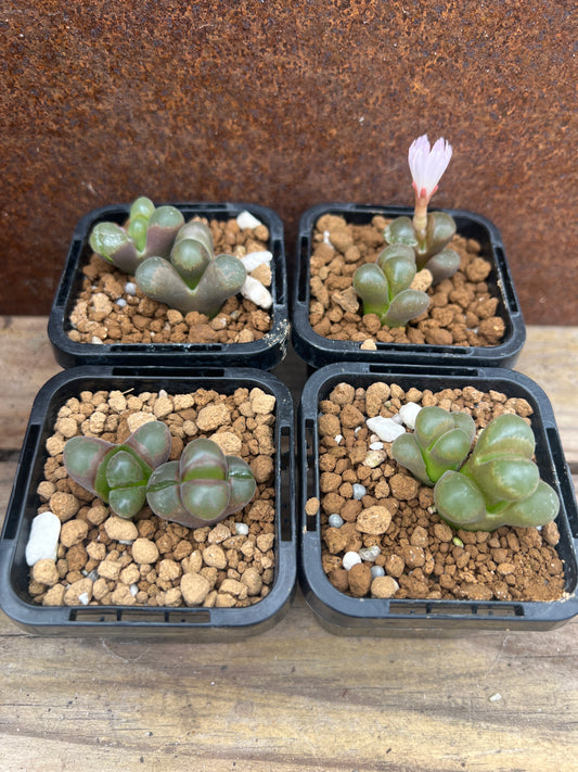 Conophytum friedrichiae