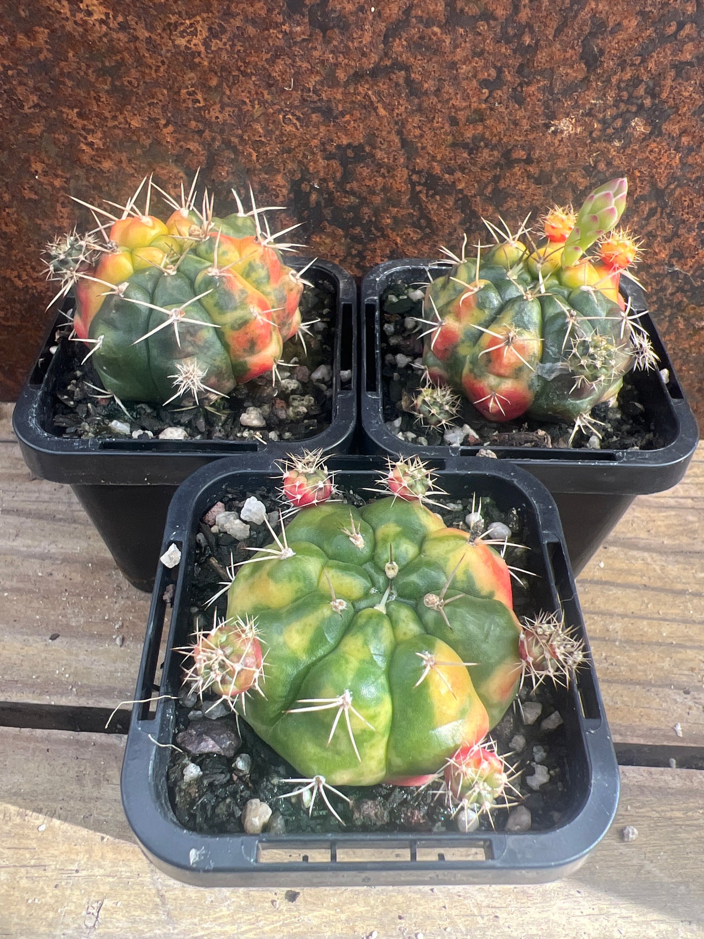 Gymnocalycium anisitsii (Syn. damsii) variegata