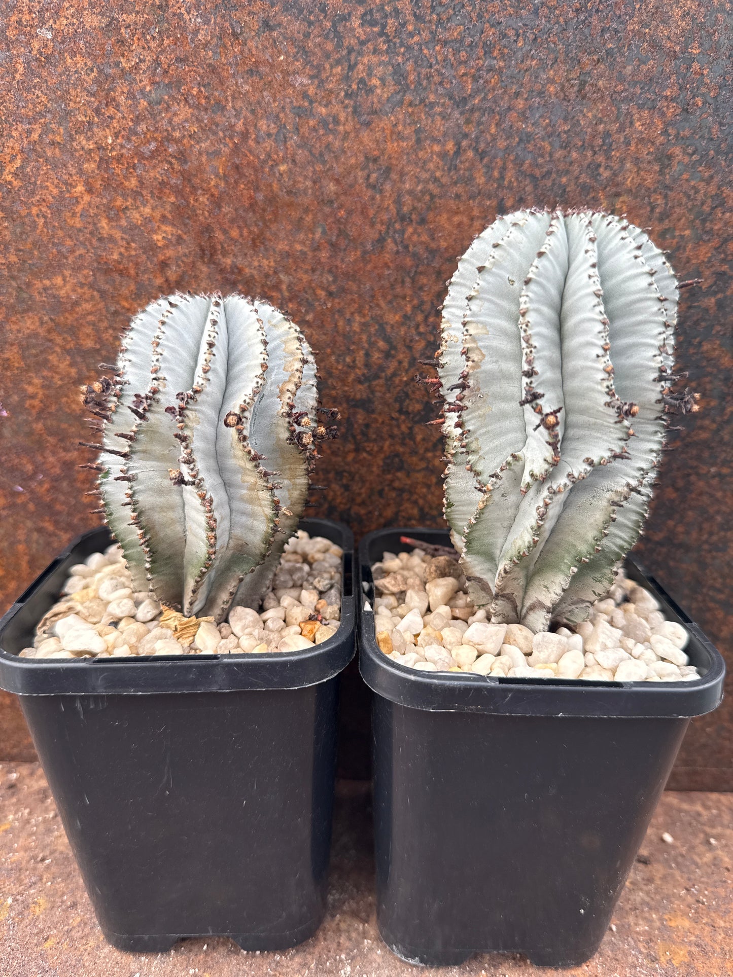 Euphorbia polygona snowflake